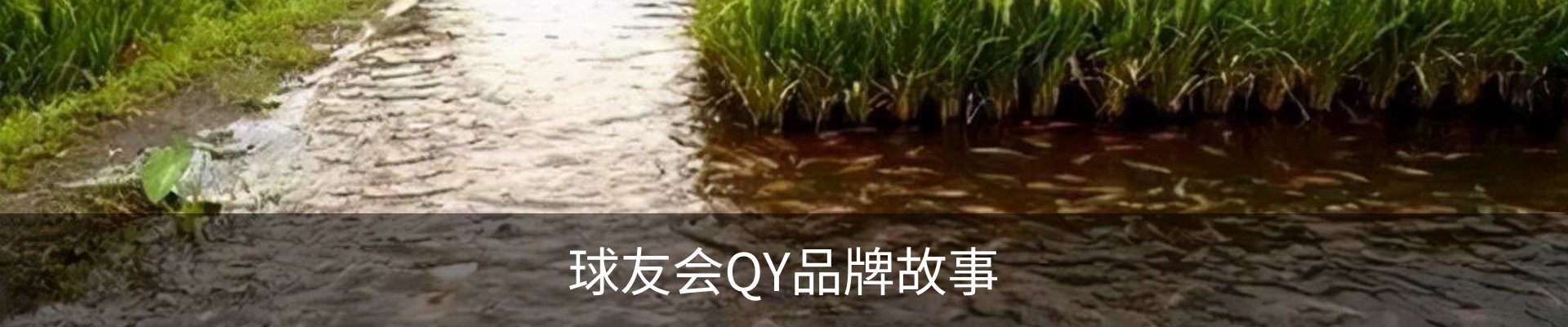 球友会QY品牌故事